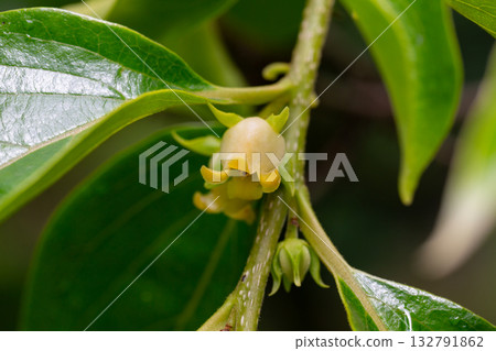 Close up of blooming persimmon buds , background Close up of blooming persimmon buds , background 132791862