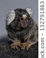small marmoset with fluffy ears rests quietly on a surface showcasing its unique fur. This playful primate enjoys moments of stillness likely in an indoor environment. 132791863