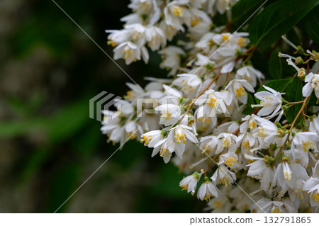 Spring flowering of Japanese snow flower Deutzia gracilis in a forest garden in the countryside of a European village. Spring flowering of Japanese snow flower Deutzia gracilis in a forest garden in the countryside of a European village. 132791865