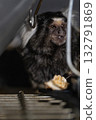 marmoset sits comfortably in its habitat nibbling on a piece of food. Its fluffy fur and curious expression are highlighted as it interacts with its surroundings. 132791869