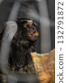 marmoset happily eats a tasty snack showcasing its playful nature. This small primate is fully engaged with its food while surrounded by a cozy environment. 132791872