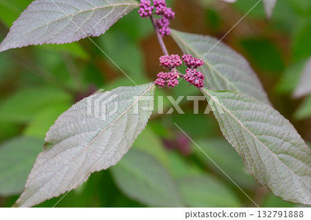 Lilac small buds of Callicarpa bodinieri on a branch, spring background, May Lilac small buds of Callicarpa bodinieri on a branch, spring background, May 132791888