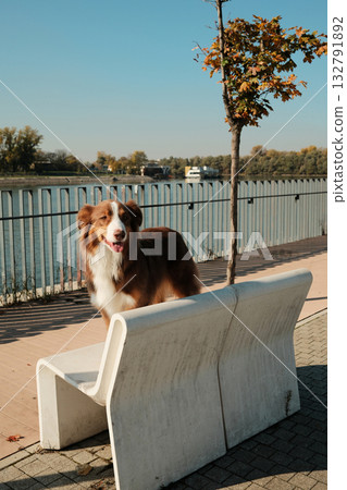 Red Australian Shepherd dog standing on white stone bench by the river on a clear autumn day Red Australian Shepherd dog standing on white stone bench by the river on a clear autumn day 132791892