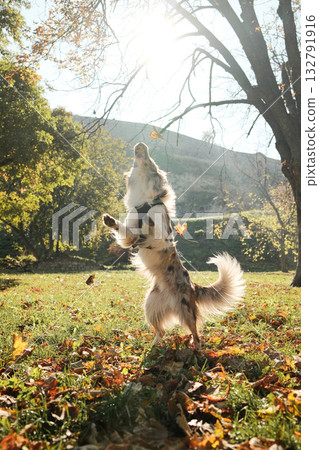 Playful red merle Border Collie jumping up to catch falling leaves in a golden autumn park under warm sunlight Playful red merle Border Collie jumping up to catch falling leaves in a golden autumn park under warm sunlight 132791916