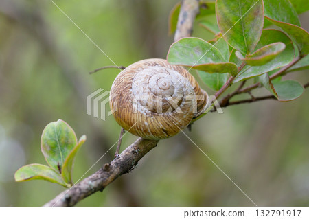 Edible snail (Helix pomatia) on a leaf in the garden. 132791917