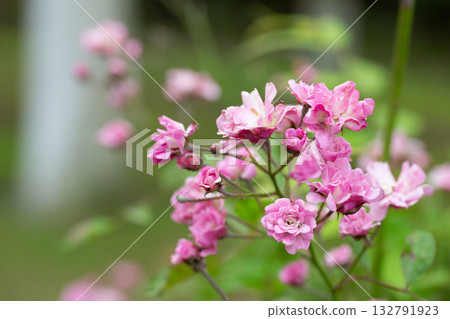 Pink Fairy Rose in the garden selective focus 132791923
