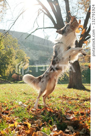 Playful red merle Border Collie jumping up to catch falling leaves in a golden autumn park under warm sunlight Playful red merle Border Collie jumping up to catch falling leaves in a golden autumn park under warm sunlight 132791924