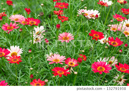 Argyranthemum frutescens in the garden. Red and pink flowers in the field, a summer floral background. Argyranthemum frutescens in the garden. Red and pink flowers in the field, a summer floral background. 132791938