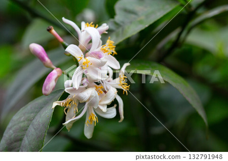 A vertical closeup of a mandarin orange (Citrus reticulata) tree with blooming flowers A vertical closeup of a mandarin orange (Citrus reticulata) tree with blooming flowers 132791948