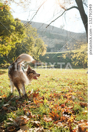 Energetic red merle Border Collie dog running across fallen leaves under warm sunlight in a peaceful autumn park 132791949