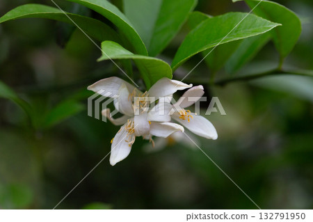 A vertical closeup of a mandarin orange (Citrus reticulata) tree with blooming flowers 132791950