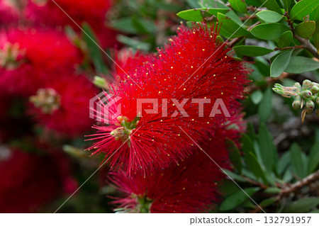 Close-up shot of beautiful Callistemon citrinus (called red bottlebrush) flower. Callistemon citrinus is native to Australia. Natural backgrounds, blossom, botany and wallpaper backgrounds. Close-up shot of beautiful Callistemon citrinus (called red bottlebrush) flower. Callistemon citrinus is native to Australia. Natural backgrounds, blossom, botany and wallpaper backgrounds. 132791957