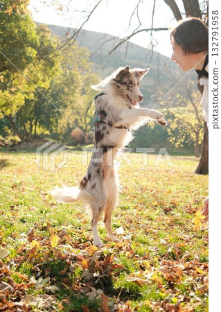 Border Collie stands on hind legs during training session with woman in sunlit autumn park. Female owner playing with dog in autumn park 132791958