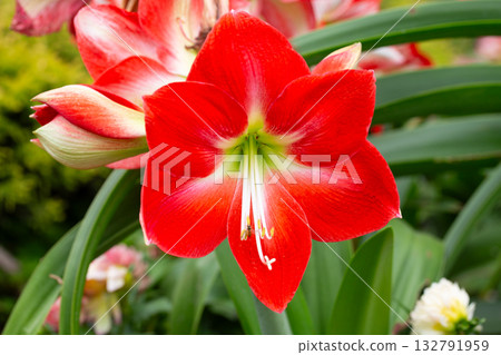 Flowers of Hippeastrum (Amaryllis) 'Ambiance' Flowers of Hippeastrum (Amaryllis) 'Ambiance' 132791959