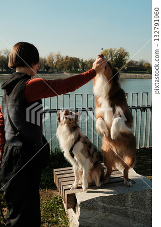 Woman feeds Australian Shepherd, Border Collies sits nearby performing tricks on a sunny autumn day near the river Woman feeds Australian Shepherd, Border Collies sits nearby performing tricks on a sunny autumn day near the river 132791960