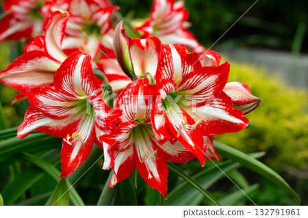 Flowers of Hippeastrum (Amaryllis) 'Ambiance' 132791961