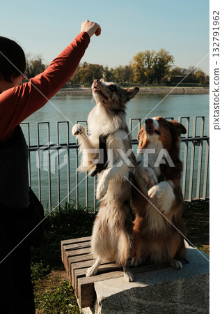 Two dogs Border Collie and Australian Shepherd perform a trick standing on hind legs while woman holds treat near river Two dogs Border Collie and Australian Shepherd perform a trick standing on hind legs while woman holds treat near river 132791962