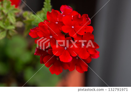 Isolated image of Verbena hybrida flower. A flower that means 'brilliant family, intelligence'. Isolated image of Verbena hybrida flower. A flower that means 'brilliant family, intelligence'. 132791971