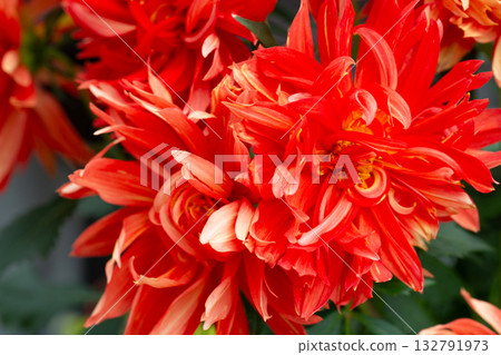 Beautiful red Dahlia flowers. Dahlia is an ornamental plant belonging to the aster family, boasting a wide range of colors and colorful flower shapes. 132791973