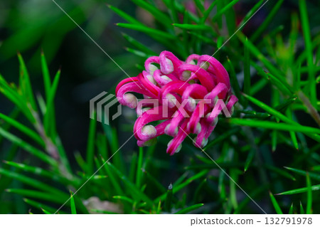 Grevillea juniperina, commonly known as juniper- or juniper-leaf grevillea or prickly spider-flower Grevillea juniperina, commonly known as juniper- or juniper-leaf grevillea or prickly spider-flower 132791978