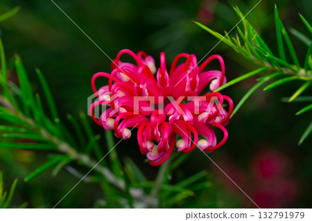 Grevillea juniperina, commonly known as juniper- or juniper-leaf grevillea or prickly spider-flower Grevillea juniperina, commonly known as juniper- or juniper-leaf grevillea or prickly spider-flower 132791979