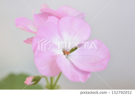Geranium 132792052