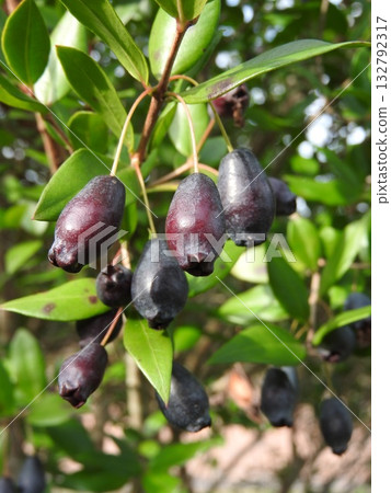 秋桃金孃果實 132792317