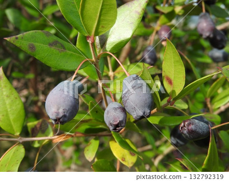 Autumn myrtle fruit Autumn myrtle fruit 132792319