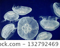 Transparent jellyfish floating in the water 132792469