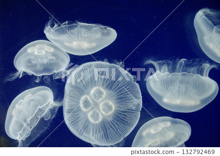 透明水母漂浮在水中 132792469