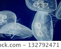 Transparent jellyfish floating in the water 132792471
