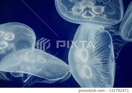 透明水母漂浮在水中 透明水母漂浮在水中 132792471