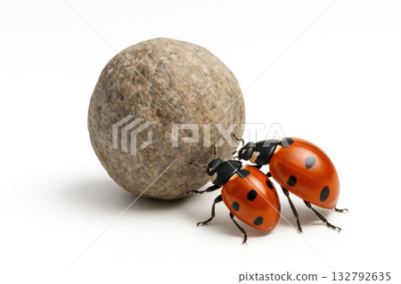 Two ladybugs push a stone together. Space for text. 132792635