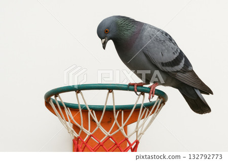 A pigeon sits on a basketball hoop. Space for text. 132792773