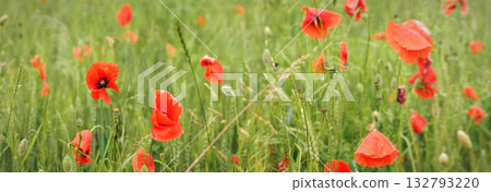 Bright red wild poppies growing in field of green unripe wheat Bright red wild poppies growing in field of green unripe wheat 132793220