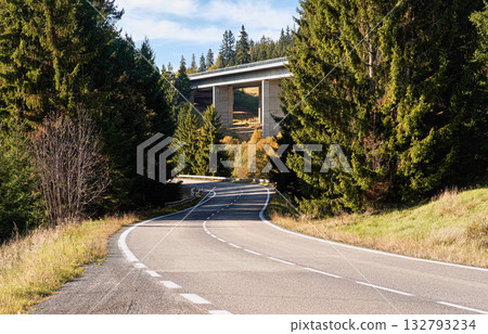 Sun shines on asphalt road s curve leading through forest, coniferous trees both sides, small highway bridge background Sun shines on asphalt road s curve leading through forest, coniferous trees both sides, small highway bridge background 132793234