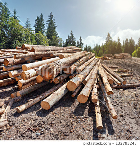 Pile of harvested wooden logs in forest, trees with blue sky above background Pile of harvested wooden logs in forest, trees with blue sky above background 132793245