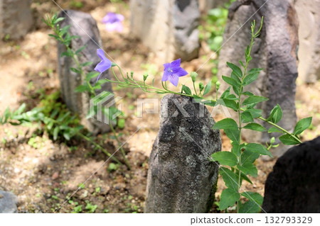 清爽的桔梗花,秋季七草之一 清爽的桔梗花,秋季七草之一 132793329