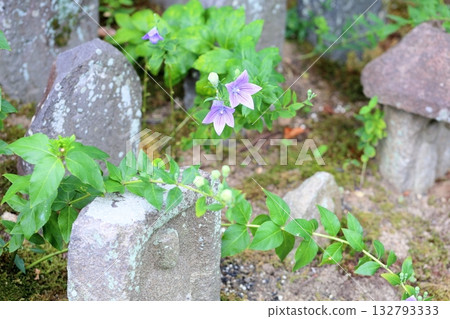 清爽的桔梗花,秋季七草之一 清爽的桔梗花,秋季七草之一 132793333