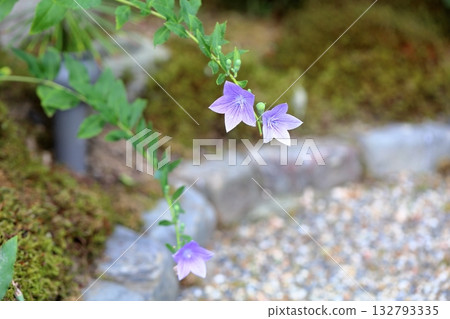 清爽的桔梗花,秋季七草之一 清爽的桔梗花,秋季七草之一 132793335