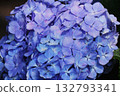 Blue hydrangea 132793341