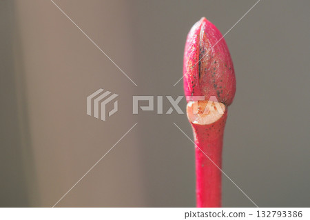 日本木瓜的葉痕與冬芽 132793386