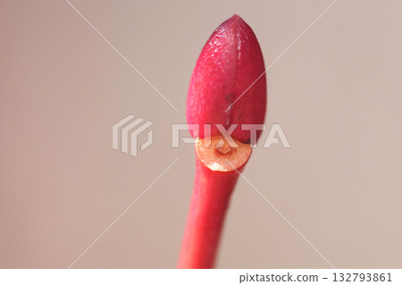 Leaf scars and winter buds of Japanese quince Leaf scars and winter buds of Japanese quince 132793861