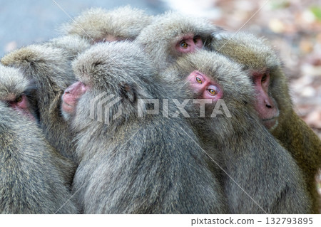 Yakuzaru dumplings - cold weather protection - Yakushima, a World Heritage Site (winter) 132793895
