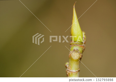 狹葉枇杷的葉痕和冬芽 狹葉枇杷的葉痕和冬芽 132793898