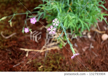 可愛的秋季七草:河畔粉紅花 可愛的秋季七草:河畔粉紅花 132793904