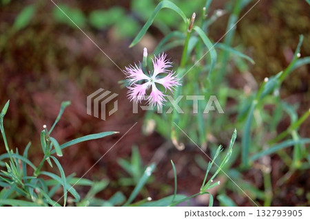 可愛的秋季七草:河畔粉紅花 可愛的秋季七草:河畔粉紅花 132793905