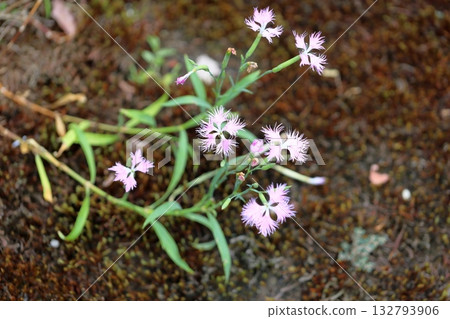 Cute Autumn Seven Herbs: Riverside Pink Flowers Cute Autumn Seven Herbs: Riverside Pink Flowers 132793906
