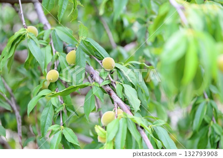 可愛的李子果實 132793908