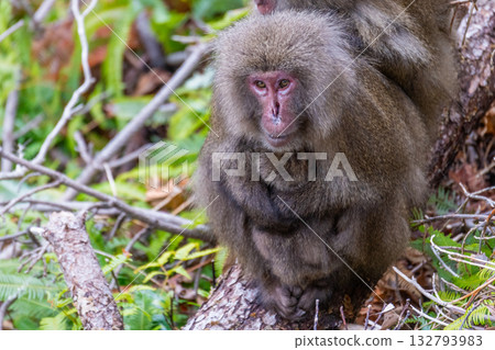 Mother and child Yakuza monkeys embrace each other on Yakushima Island, a World Natural Heritage site (winter) Mother and child Yakuza monkeys embrace each other on Yakushima Island, a World Natural Heritage site (winter) 132793983